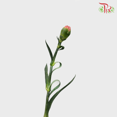 Carnation - Peach (18-20 Stems)-Peach-Malaysia-prflorist.com.my