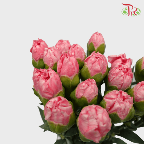 Carnation - Pink (18-20 Stems)-Pink-Malaysia-prflorist.com.my