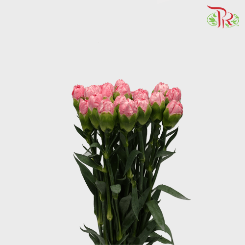 Carnation - Pink (18-20 Stems)-Pink-Malaysia-prflorist.com.my