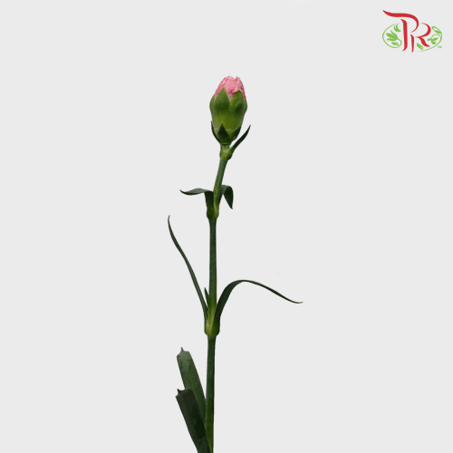 Carnation - Pink (18-20 Stems)-Pink-Malaysia-prflorist.com.my