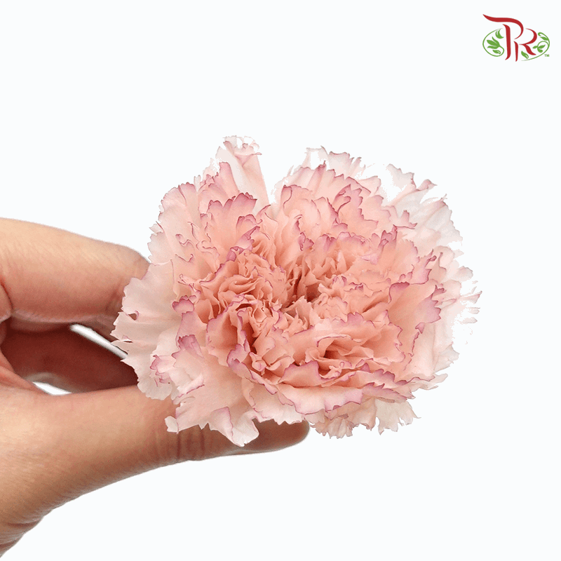 Carnation Preserved - Light Pink ( 0238-3-025 )-Pink-Japan-prflorist.com.my