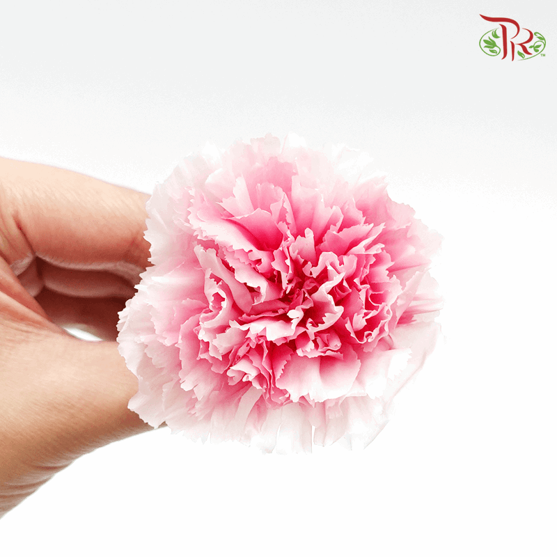Carnation Preserved - Mariah Pink ( 0218-3-122 )-Pink-Japan-prflorist.com.my