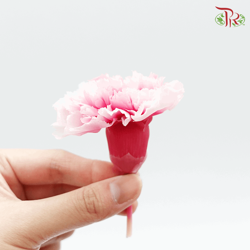 Carnation Preserved - Mariah Pink ( 0218-3-122 )-Pink-Japan-prflorist.com.my