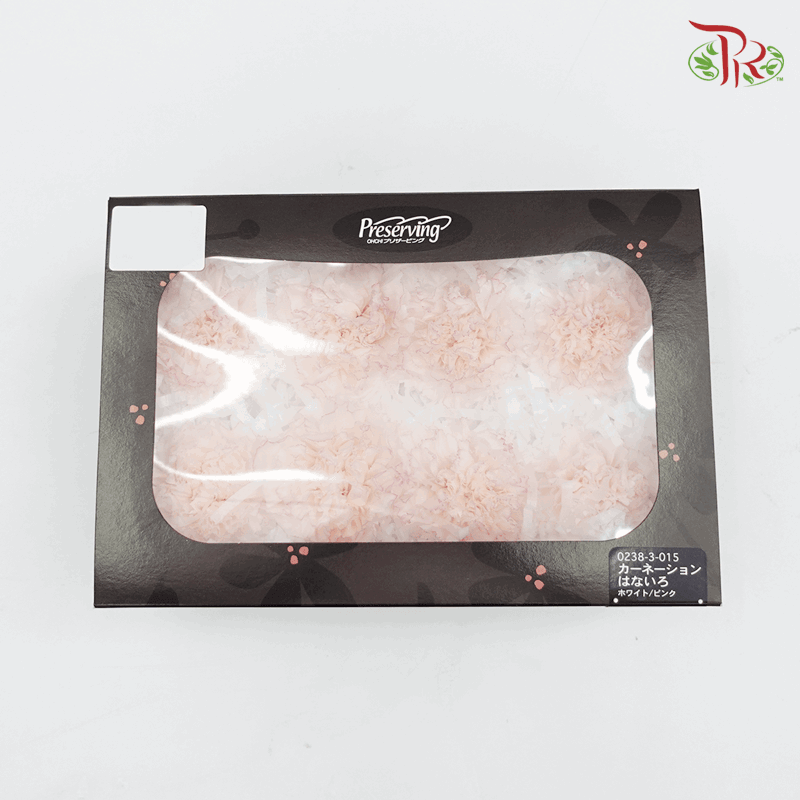 Carnation Preserved - White & Purple ( 0238-3-015 )-White-Japan-prflorist.com.my