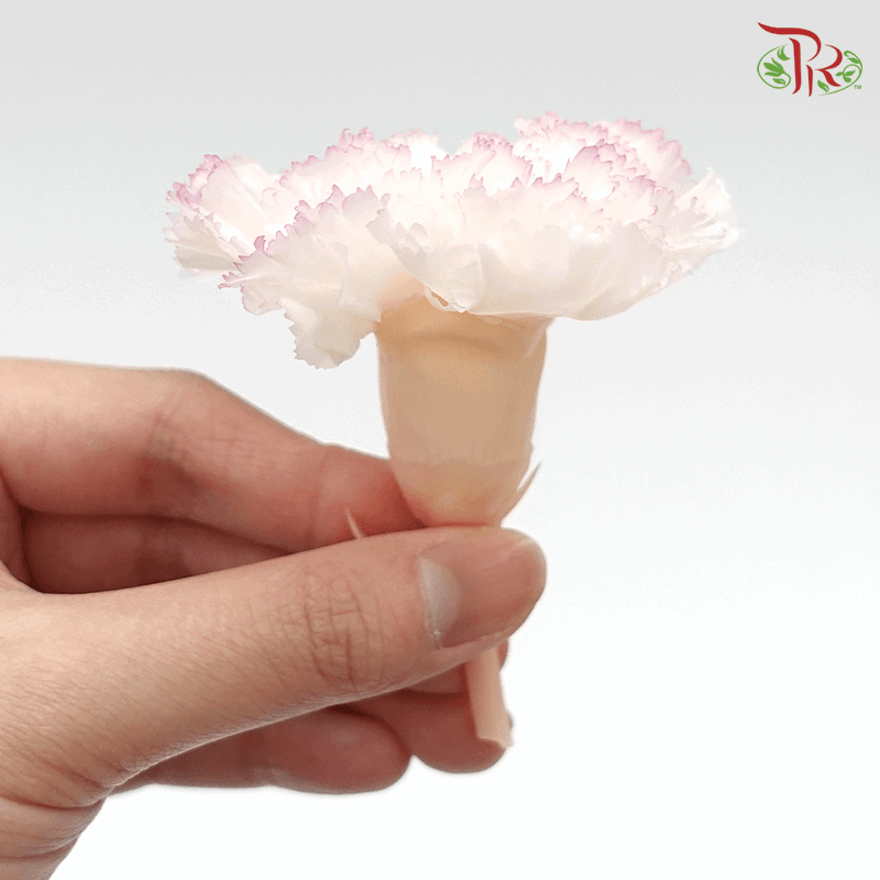 Carnation Preserved - White & Purple ( 0238-3-015 )-White-Japan-prflorist.com.my