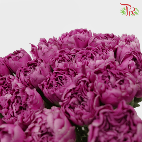 Carnation - Purple (18-20 Stems)-Purple-China-prflorist.com.my