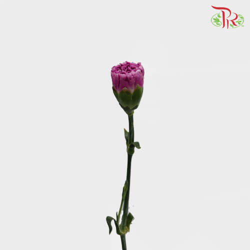 Carnation - Purple (18-20 Stems)-Purple-China-prflorist.com.my