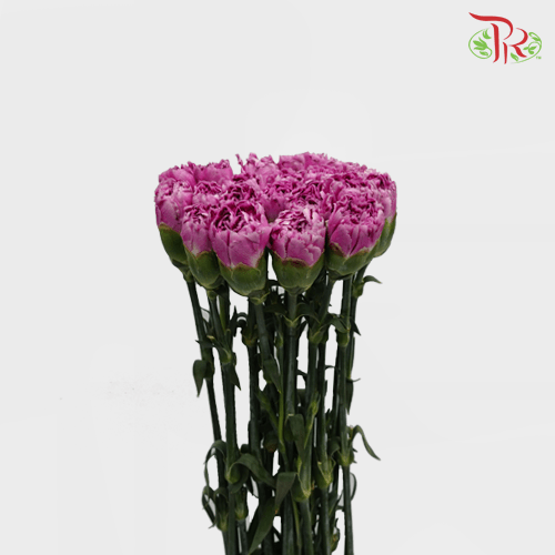 Carnation - Purple (18-20 Stems)-Purple-China-prflorist.com.my