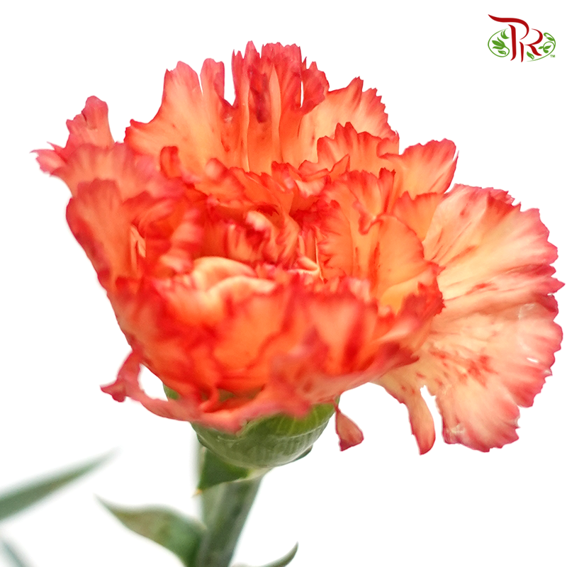 Carnation - Rainbow (Orange Tone) (18-20 Stems)-Orange-China-prflorist.com.my