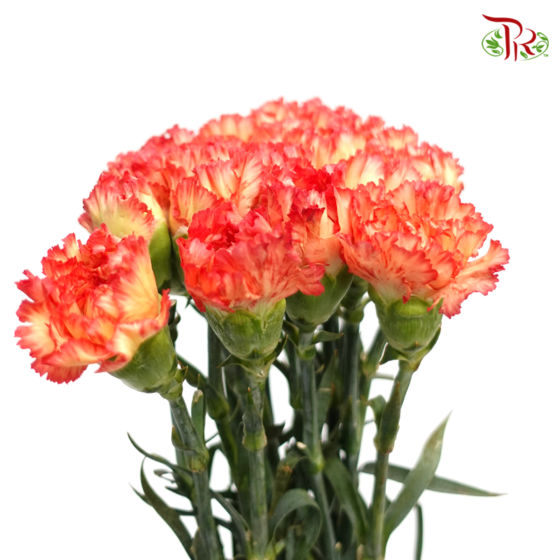 Carnation - Rainbow (Orange Tone) (18-20 Stems)-Orange-China-prflorist.com.my