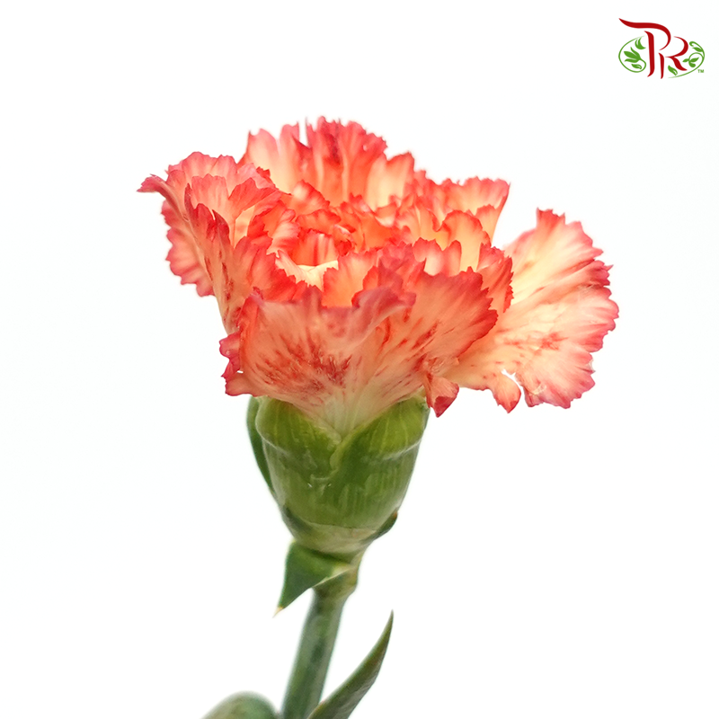 Carnation - Rainbow (Orange Tone) (18-20 Stems)-Orange-China-prflorist.com.my