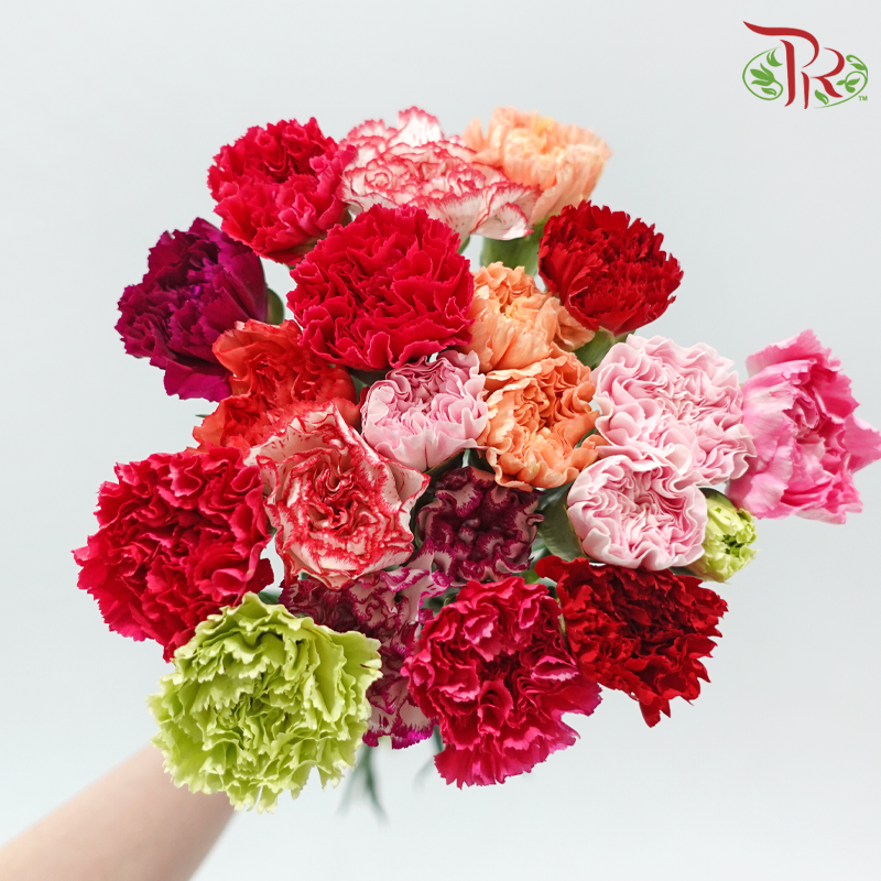 Carnation - Random Mix Colour (18-20 Stems)-China-prflorist.com.my