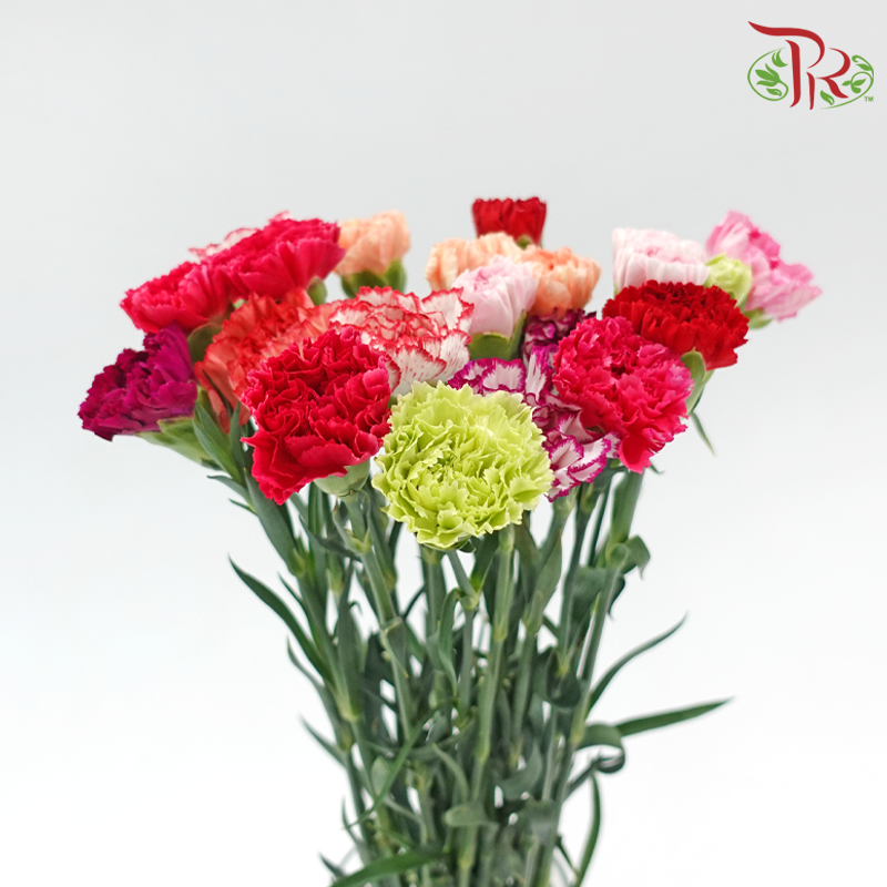 Carnation - Random Mix Colour (18-20 Stems)-China-prflorist.com.my