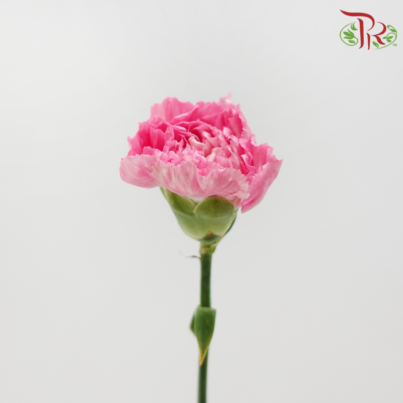 Carnation - Random Mix Colour (18-20 Stems)-China-prflorist.com.my