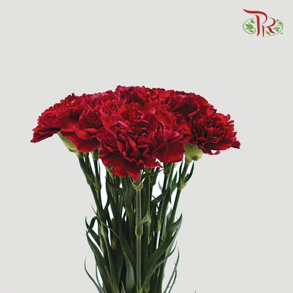 Carnation - Red (18-20 Stems)-Red-Malaysia-prflorist.com.my