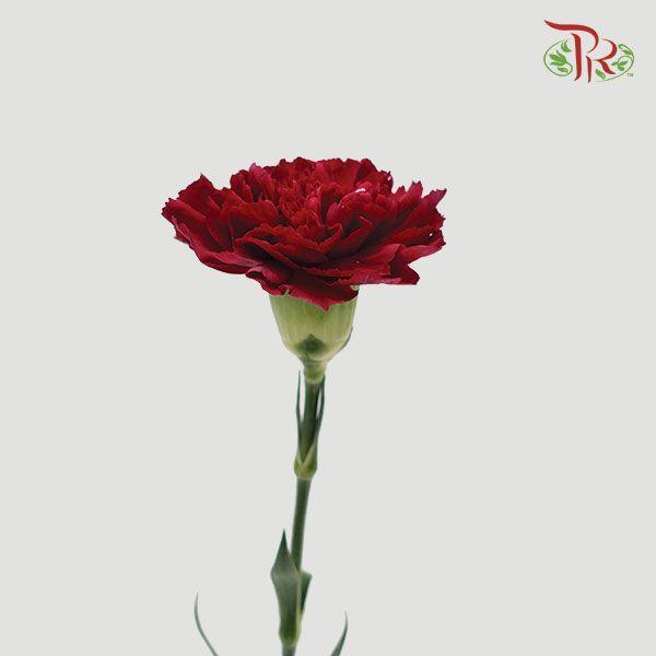 Carnation - Red (18-20 Stems)-Red-Malaysia-prflorist.com.my