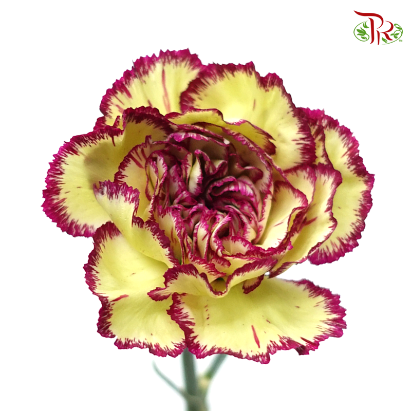 Carnation Special Colour - Bohemia / Green Purple (18-20 Stems)-Purple-China-prflorist.com.my