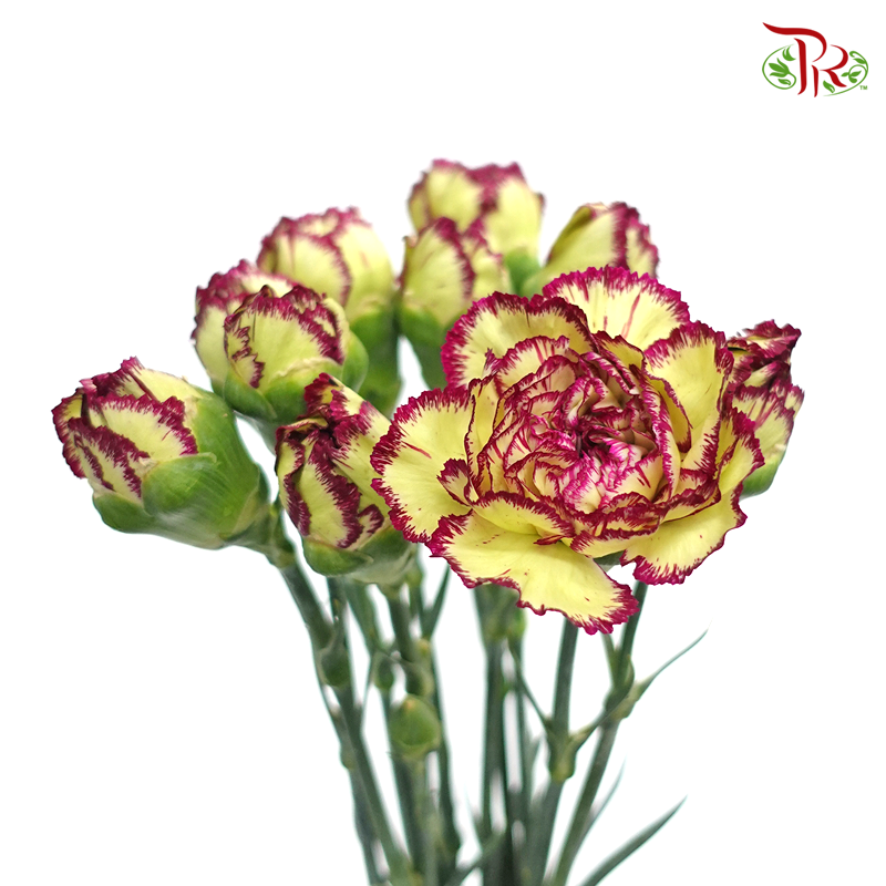 Carnation Special Colour - Bohemia / Green Purple (18-20 Stems)-Purple-China-prflorist.com.my