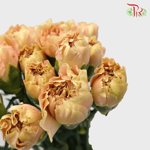 Carnation Special Colour - Cappuccino (18-20 Stems)-Cappuccino-China-prflorist.com.my