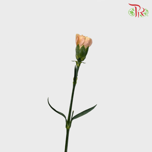 Carnation Special Colour - Cappuccino (18-20 Stems)-Cappuccino-China-prflorist.com.my