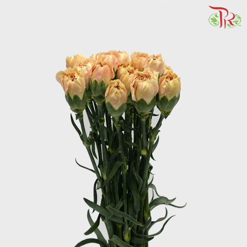 Carnation Special Colour - Cappuccino (18-20 Stems)-Cappuccino-China-prflorist.com.my