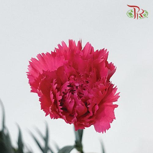 Carnation Special Colour - Cherry Pink(18-20 Stems)-China-prflorist.com.my