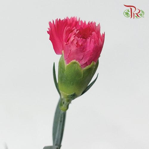 Carnation Special Colour - Cherry Pink(18-20 Stems)-China-prflorist.com.my