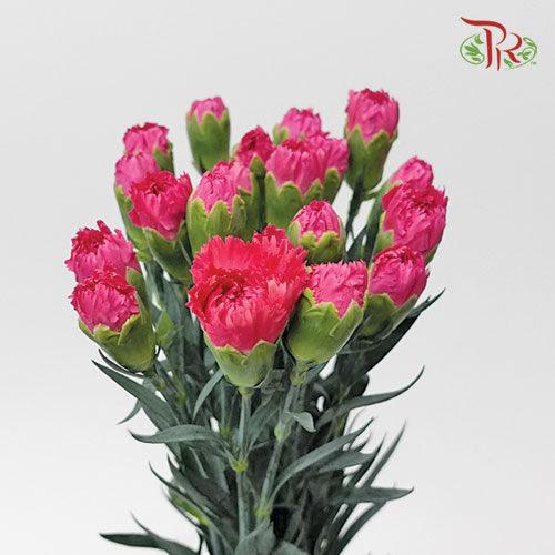 Carnation Special Colour - Cherry Pink(18-20 Stems)-China-prflorist.com.my