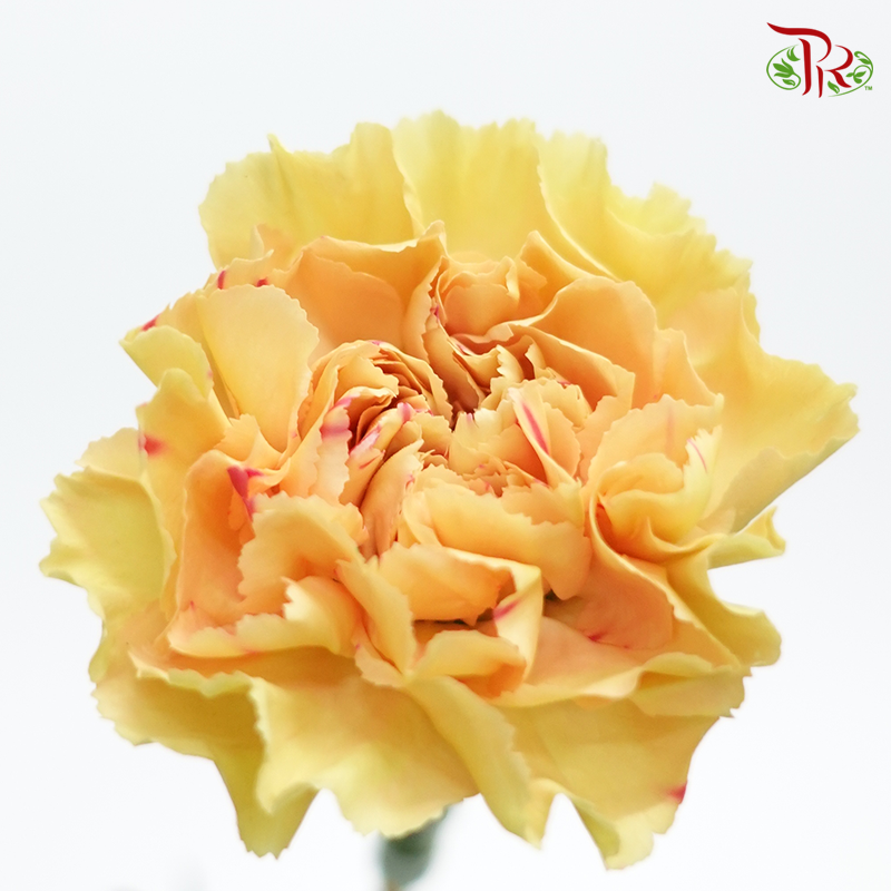 Carnation Special Colour -Cream Cup (18-20 Stems)-Yellow-China-prflorist.com.my