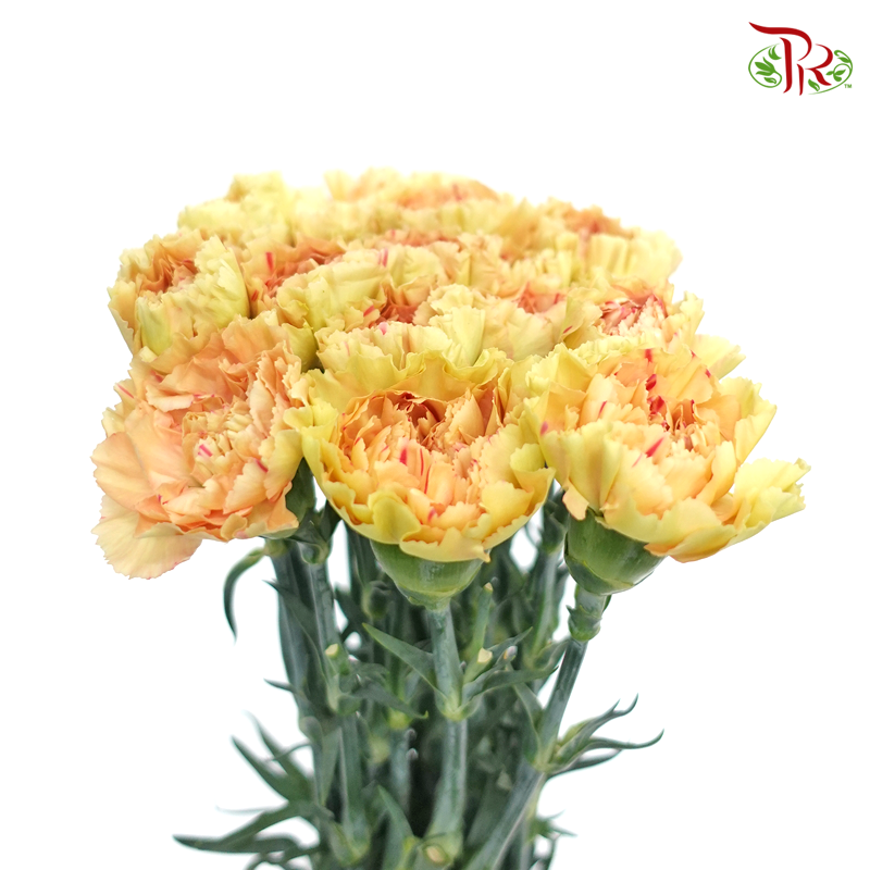 Carnation Special Colour -Cream Cup (18-20 Stems)-Yellow-China-prflorist.com.my