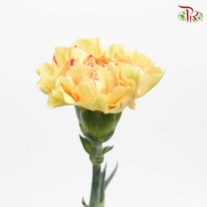 Carnation Special Colour -Cream Cup (18-20 Stems)-Yellow-China-prflorist.com.my