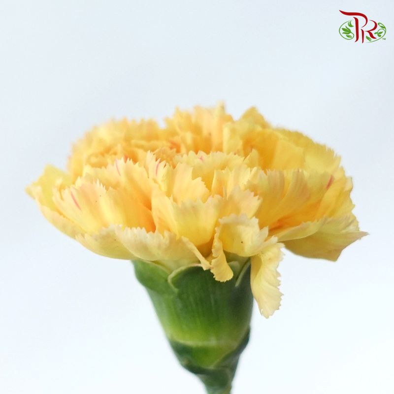 Carnation Special Colour -Cream Cup (18-20 Stems)-Yellow-China-prflorist.com.my