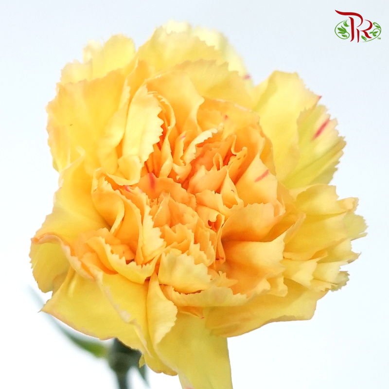Carnation Special Colour -Cream Cup (18-20 Stems)-Yellow-China-prflorist.com.my
