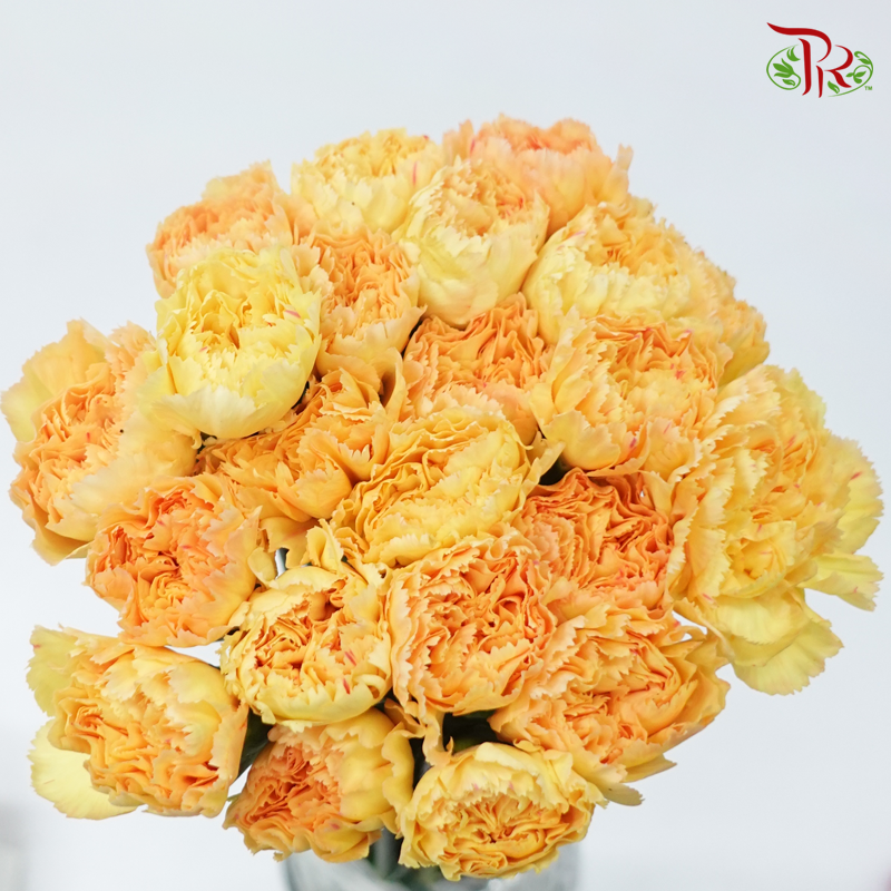 Carnation Special Colour -Cream Cup (18-20 Stems)-Yellow-China-prflorist.com.my