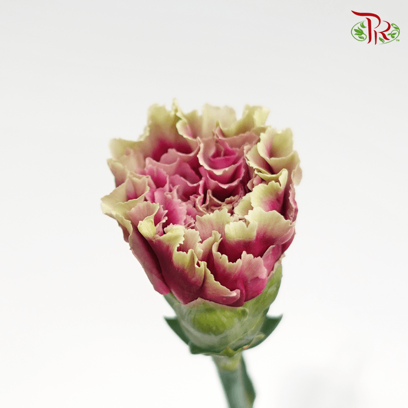 Carnation Special Colour - Dark Purple Tone (18-20 Stems)-Purple-China-prflorist.com.my