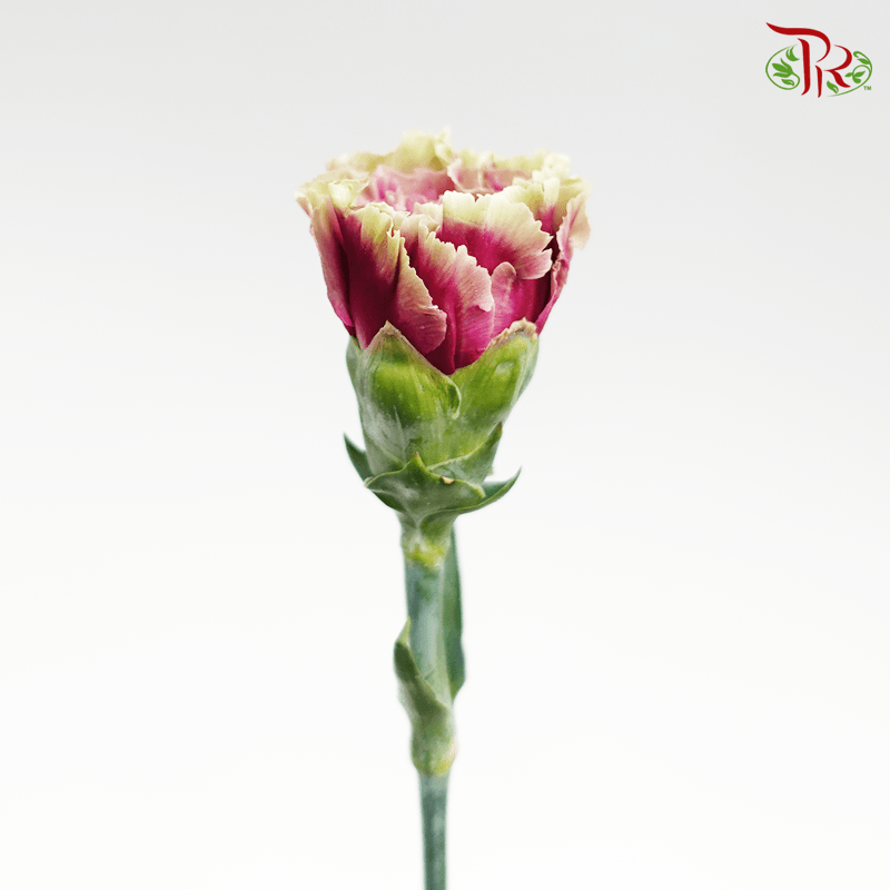 Carnation Special Colour - Dark Purple Tone (18-20 Stems)-Purple-China-prflorist.com.my