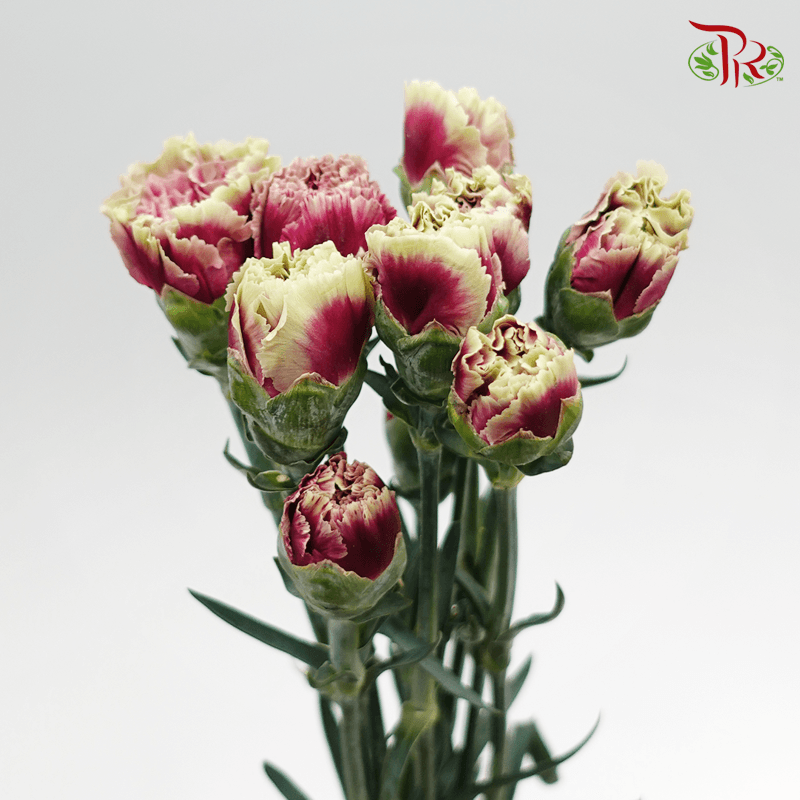 Carnation Special Colour - Dark Purple Tone (18-20 Stems)-Purple-China-prflorist.com.my