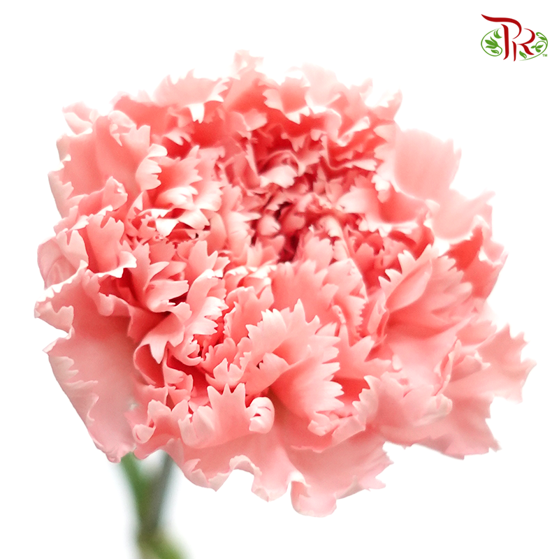 Carnation Special Colour - Dierks (18-20 Stems)-Pink-China-prflorist.com.my