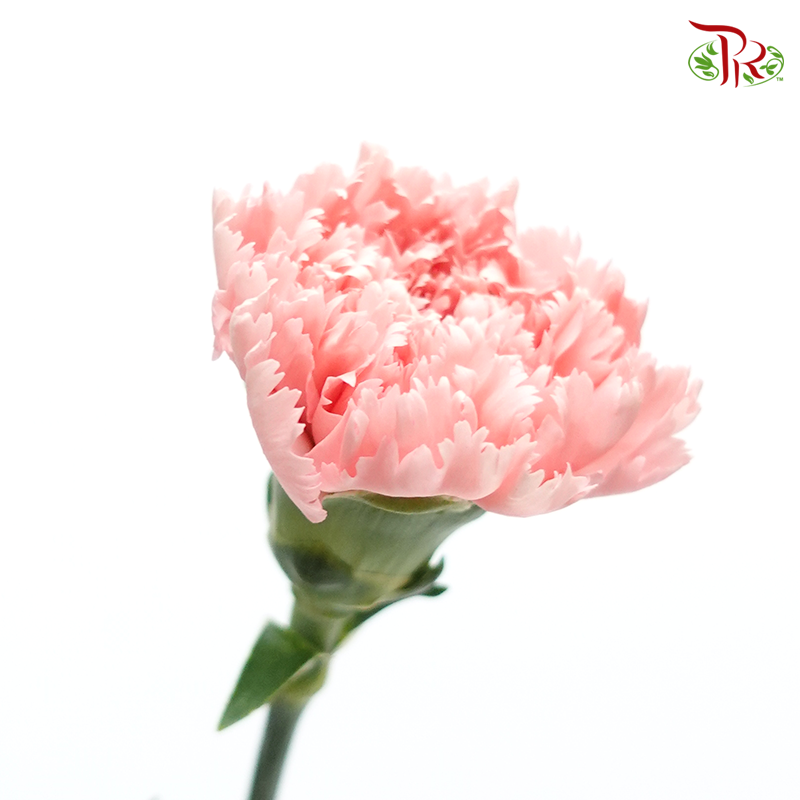 Carnation Special Colour - Dierks (18-20 Stems)-Pink-China-prflorist.com.my