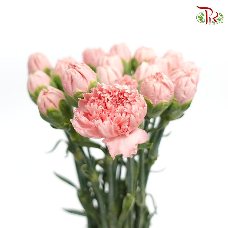 Carnation Special Colour - Dierks (18-20 Stems)-Pink-China-prflorist.com.my