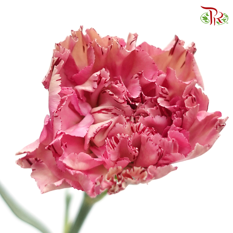 Carnation Special Colour - Dragon Poison (18-20 Stems)-Pink-China-prflorist.com.my