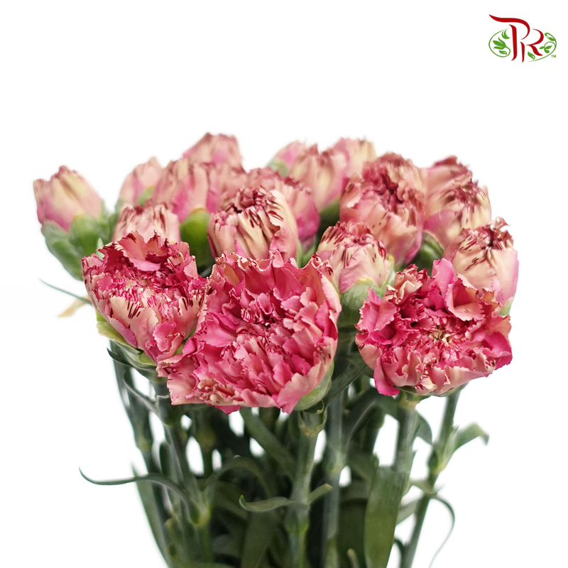 Carnation Special Colour - Dragon Poison (18-20 Stems)-Pink-China-prflorist.com.my