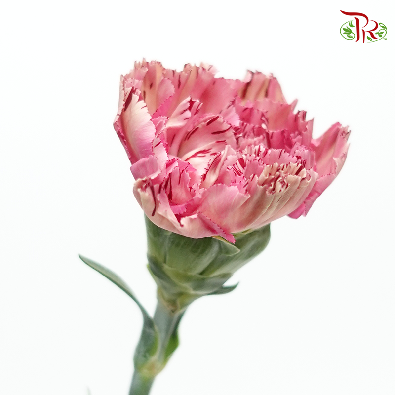 Carnation Special Colour - Dragon Poison (18-20 Stems)-Pink-China-prflorist.com.my