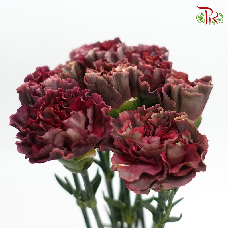 Carnation Special Colour - Eyeline / Gem (18-20 Stems)-Maroon-China-prflorist.com.my