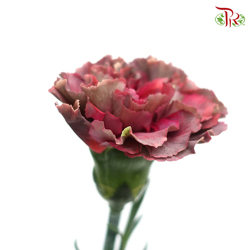 Carnation Special Colour - Eyeline / Gem (18-20 Stems)-Maroon-China-prflorist.com.my