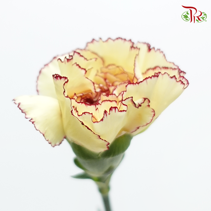 Carnation Special Colour - Eyeliner/ Morning Sunlight / Yellow Brown (18-20 Stems)-Yellow-China-prflorist.com.my
