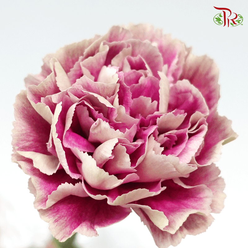 Carnation Special Colour - Fengya ( 18-20 stems )-Pink-China-prflorist.com.my