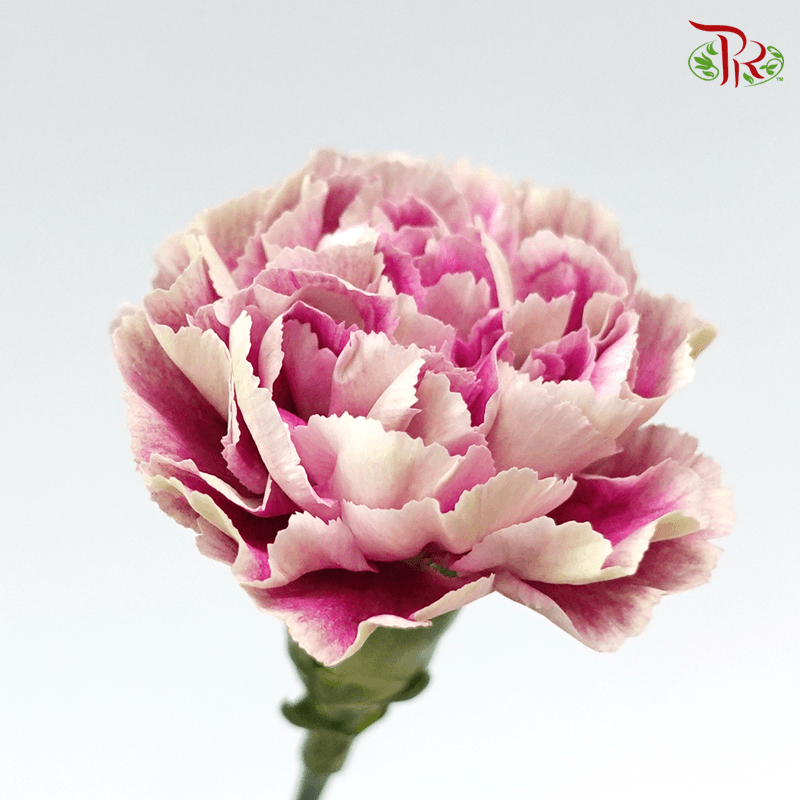 Carnation Special Colour - Fengya ( 18-20 stems )-Pink-China-prflorist.com.my