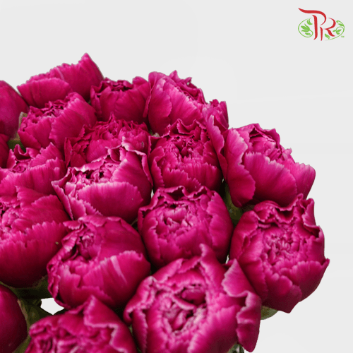 Carnation Special Colour - Freud / St Bombay (18-20 Stems)-Magenta-China-prflorist.com.my