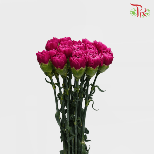 Carnation Special Colour - Freud / St Bombay (18-20 Stems)-Magenta-China-prflorist.com.my